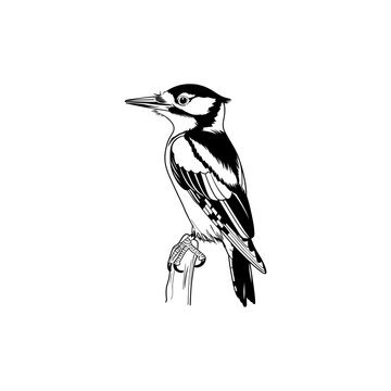black and white woodpecker perched on branch clip art preview