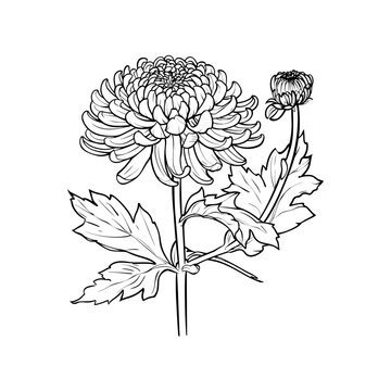 recommend clip art: Chrysanthemum flower with detailed line art. Vector illustration design.