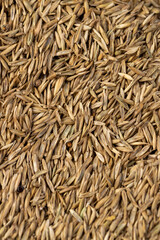 mixed seeds of perennial and annual grass for lawn