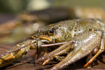 live river crayfish on a wooden table at a picnic
