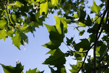 the green foliage of the sycamore tree in the summer