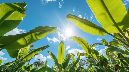 Saba banana plants can achieve remarkable heights &ndash; Agricultural topic, focusing on the growth and yield of banana plants