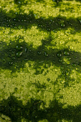 details of a multicolored watermelon peel covered with drops of water