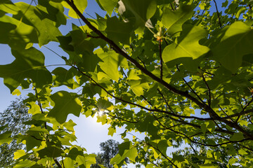 Obraz premium the green foliage of a tulip tree in sunny weather