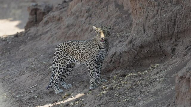a leopard climbing the river bank