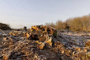 the territory of the cut down forest
