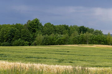 wheat field after a thunderstorm and rain