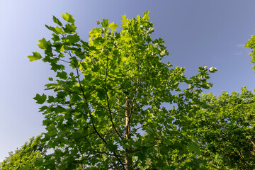 the green foliage of a tulip tree in sunny weather