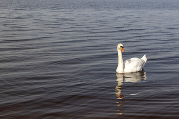 A white swan swims on the lake in early spring