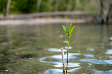 Single Green Sprout Emerging from Shallow Water