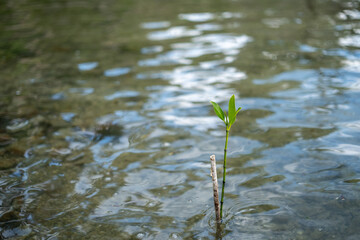A Single Mangrove Sprout Emerging from Rippling Water