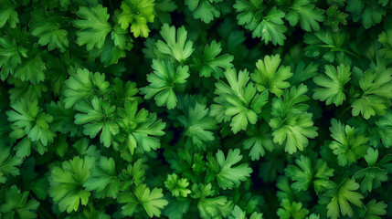 Green background of young shoots of parsley. Top view.
