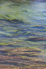 Les plantes aquatiques