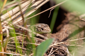 Close up view of a brown lizard on the ground. A small lizard looking at camera
