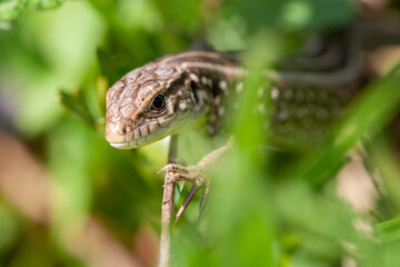 Close up view of a brown lizard on the ground. A small lizard looking at camera