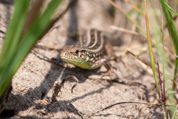 Close up view of a brown lizard on the ground. A small lizard looking at camera