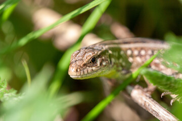 Close up view of a brown lizard on the ground. A small lizard looking at camera