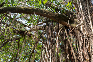 A close-up view of a dense tropical forest canopy, showing the intricate network of branches and banyan roots.
