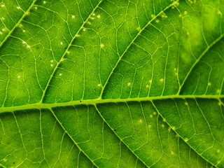 Background texture green leaf structure macro photography