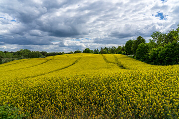 Field yellow rapeseed (Brassica napus). Warmia and Masuria region.