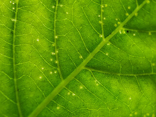 Background texture green leaf structure macro photography