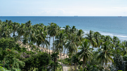 Fototapeta premium Lush Tropical Palm Trees on a Sandy Beach with a Distant Ocean View