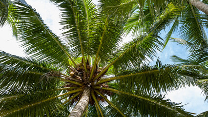 Lush Palm Tree Canopy with Coconuts and a Glimpse of Blue Sky