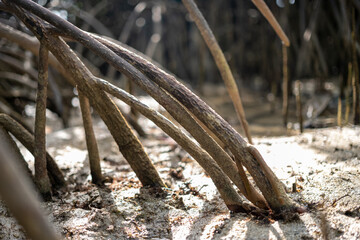 Intertwined Mangrove Roots in Sunlight