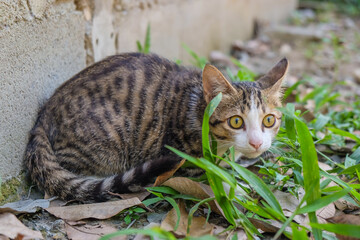 Little cat playing on green grass plant park outdoor