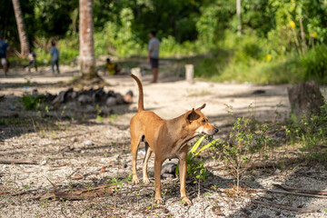 A Brown Dog Standing in a Tropical Forest