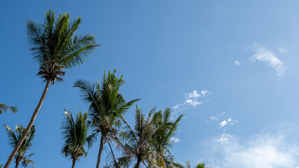 Palm Trees Reaching for a Blue Sky with White Clouds © InveStock