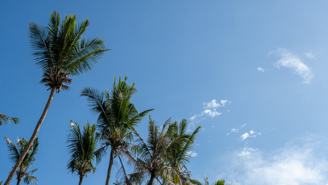 Palm Trees Reaching for a Blue Sky with White Clouds