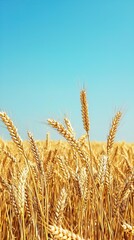 Fototapeta premium A vibrant image depicting a golden wheat field under a clear, bright blue sky. The tall stalks of wheat dominate the foreground, their heads ripe and ready for harvest. The details of the wheat grains