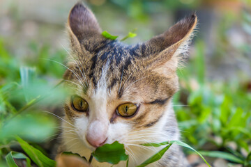 Little cat playing on green grass plant park outdoor