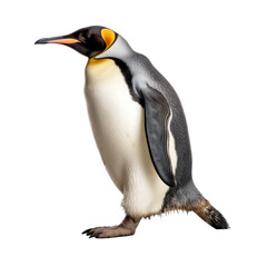 Fototapeta premium cute penguin isolated on white