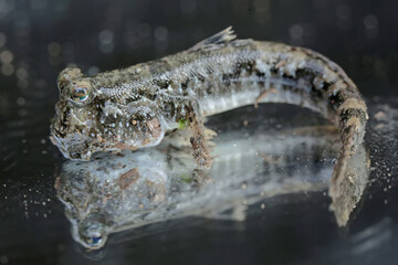 Reflection of the beauty of a barred mudskipper. This fish, which is mostly done in the mud, has the scientific name Periophthalmus argentilineatus.