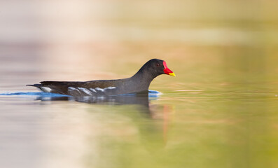 The common moorhen - adult bird in spring