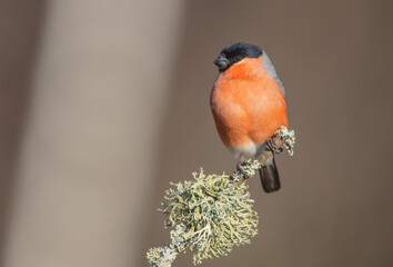 Eurasian Bullfinch - male at a wet forest in spring