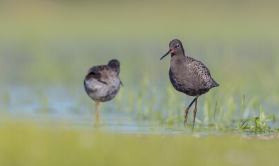 Spotted redshank  - in spring feeding at wetland  on the migration way
