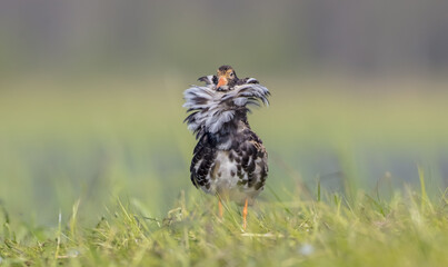 Ruff - male bird at a wetland on the mating season in spring