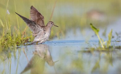 Wood Sandpiper  - in spring on the migration way at wetland
