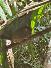 Tarsier