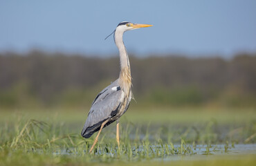 The grey heron - in spring at a wetland