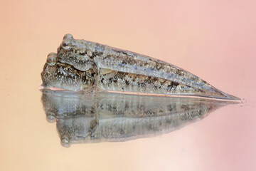 Two barred mudskippers are resting. This fish, which is mostly done in the mud, has the scientific name Periophthalmus argentilineatus.