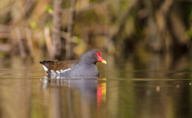 The common moorhen - adult bird in spring