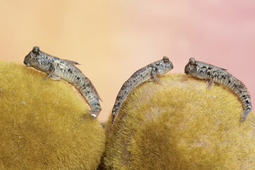 Three barred mudskippers are resting. This fish, which is mostly done in the mud, has the scientific name Periophthalmus argentilineatus.