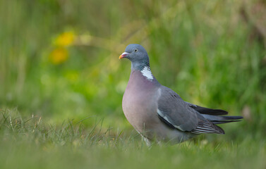 Obraz premium Common wood pigeon - in a city park in spring 
