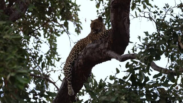  a leopard resting in a big tree.