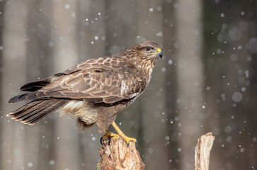 Common Buzzard in winter at a wet forest