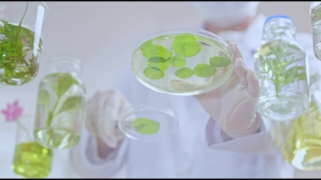 The scientist took centella leaves from the petri dish containing the solution to an empty petri dish, surrounded on a transparent glass table by other herbs soaked in the solution.